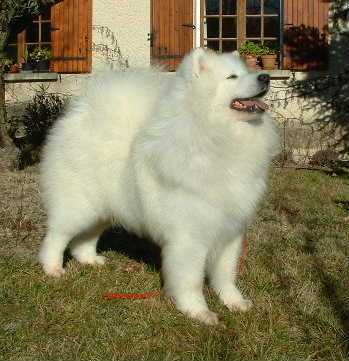 male samoyede adulte