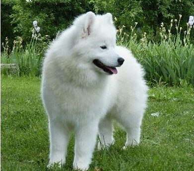 samoyede femelle adulte