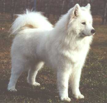 femelle samoyede adulte