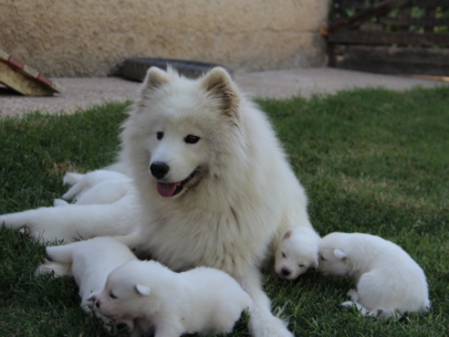femelle samoyede adulte