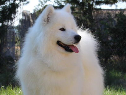 Samoyede male adulte