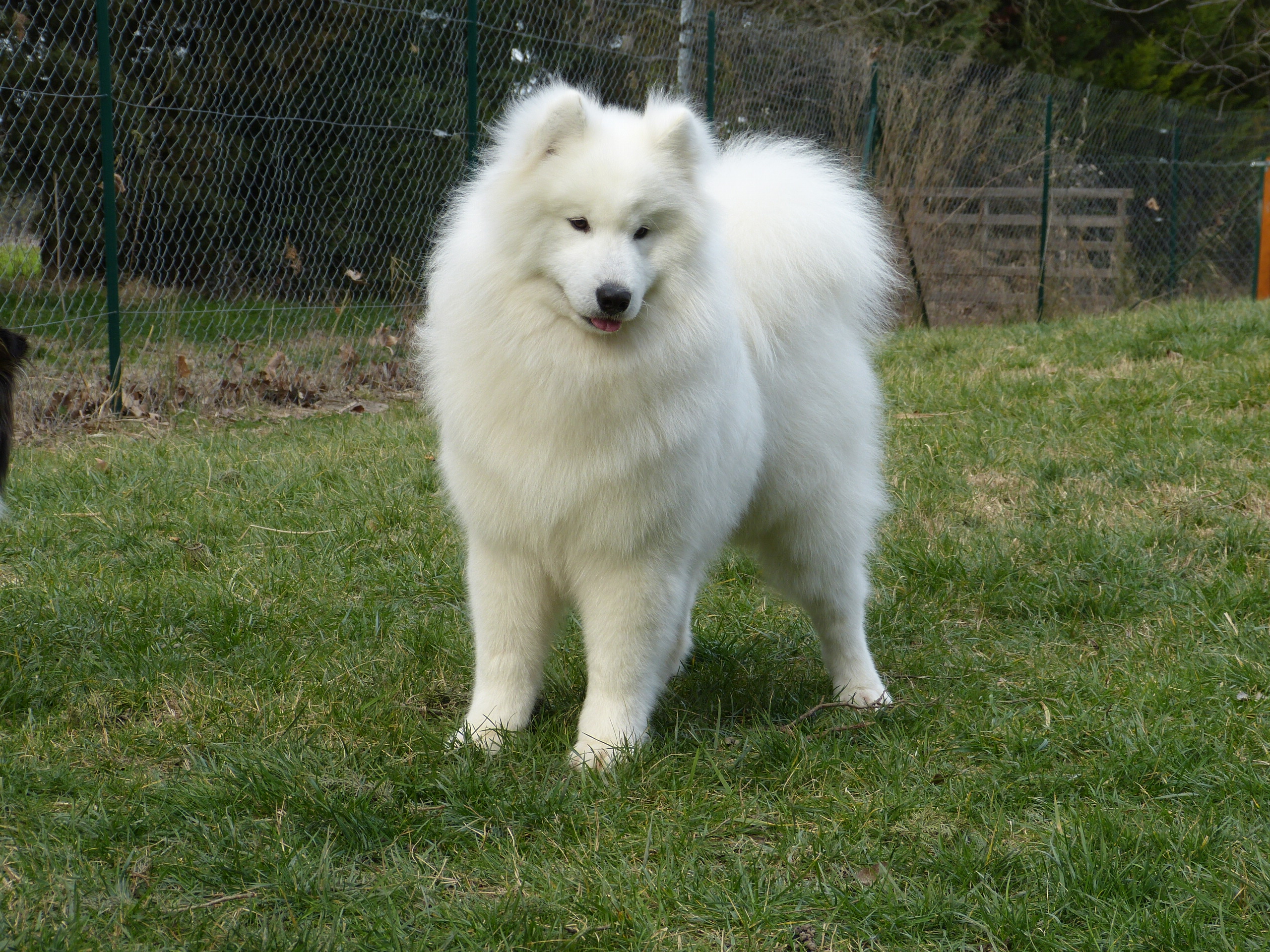 male adulte samoyede