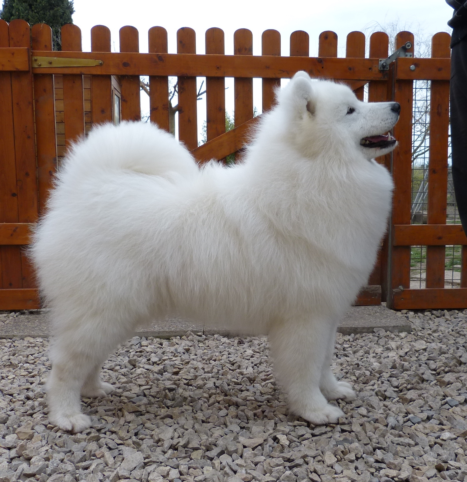 male samoyede adulte