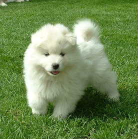 chiot samoyede
