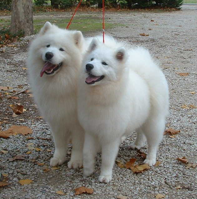 deux samoyèdes adultes