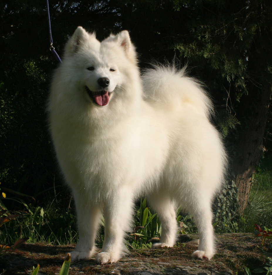 femelle samoyede adulte
