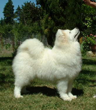 male samoyede adulte