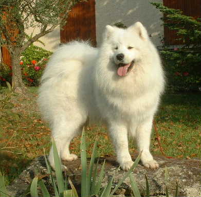 male samoyede adulte