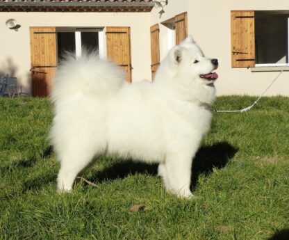 samoyede femelle adulte