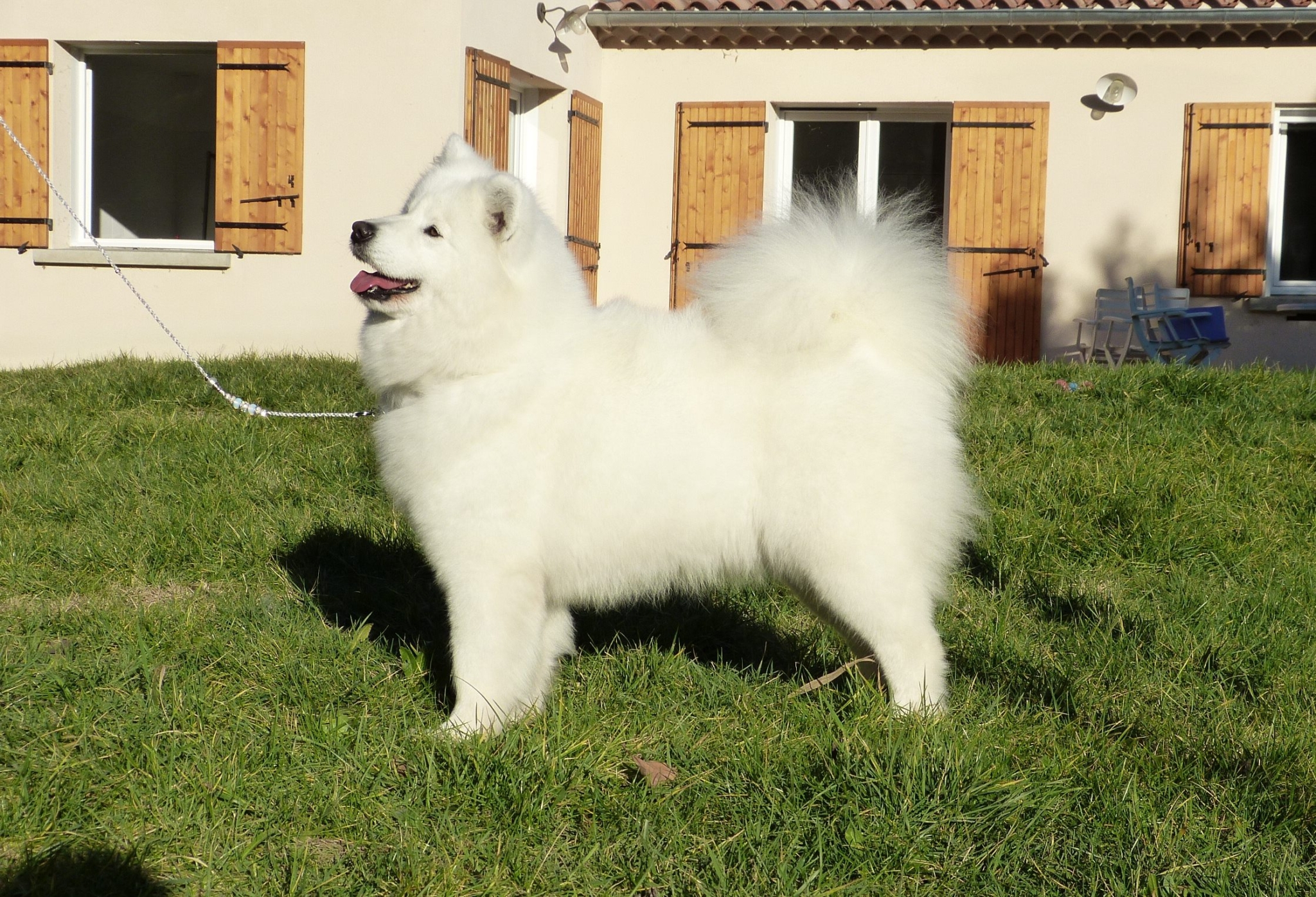 samoyede femelle adulte