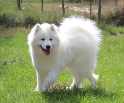 samoyede femelle adulte