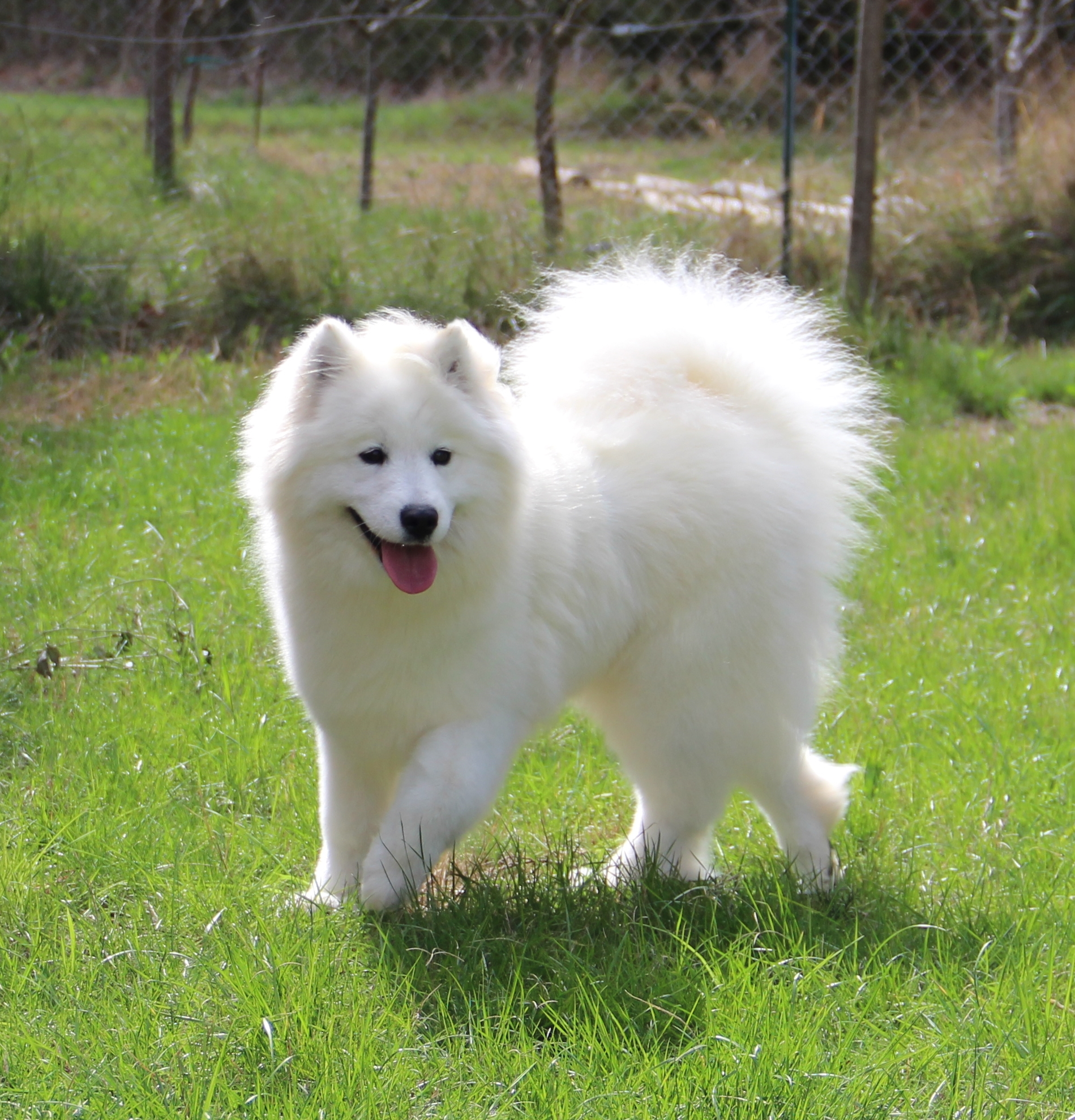 samoyede femelle adulte