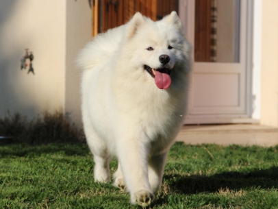 samoyede femelle adulte
