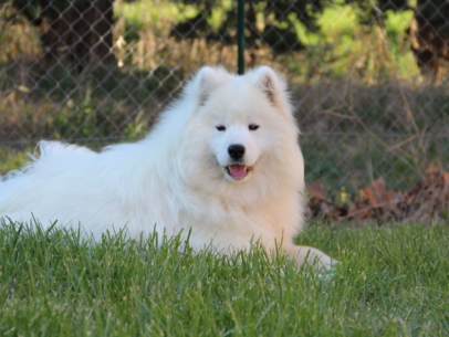 samoyede femelle adulte