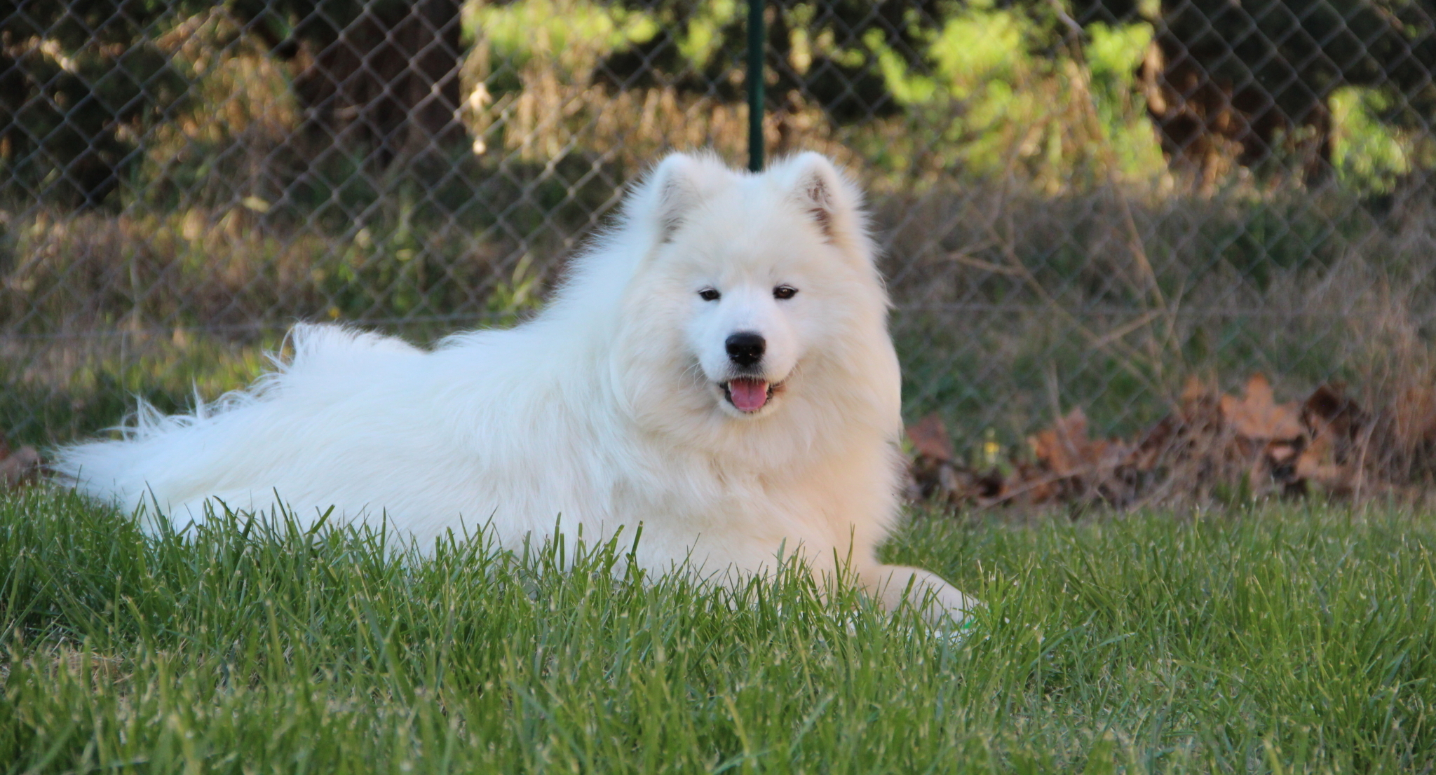 samoyede femelle adulte