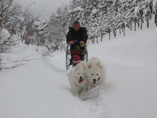 samoyede traineau