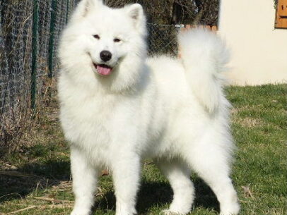 samoyede femelle adulte