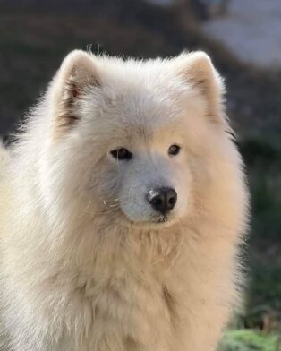 femelle samoyede adulte