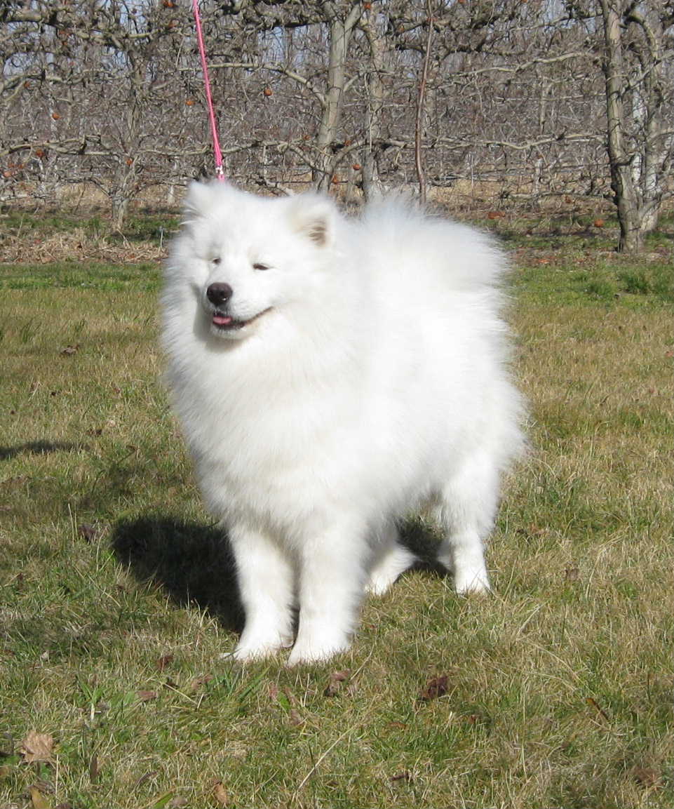 femelle samoyede adulte