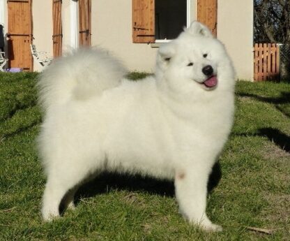 femelle samoyede adulte