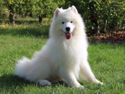 male Samoyede adulte