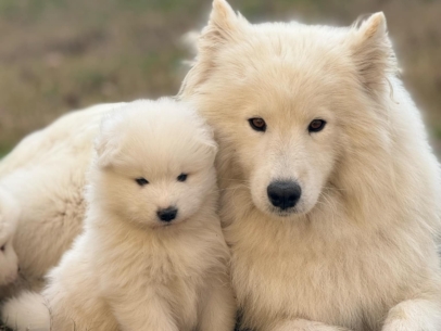 chiot samoyede et sa mere