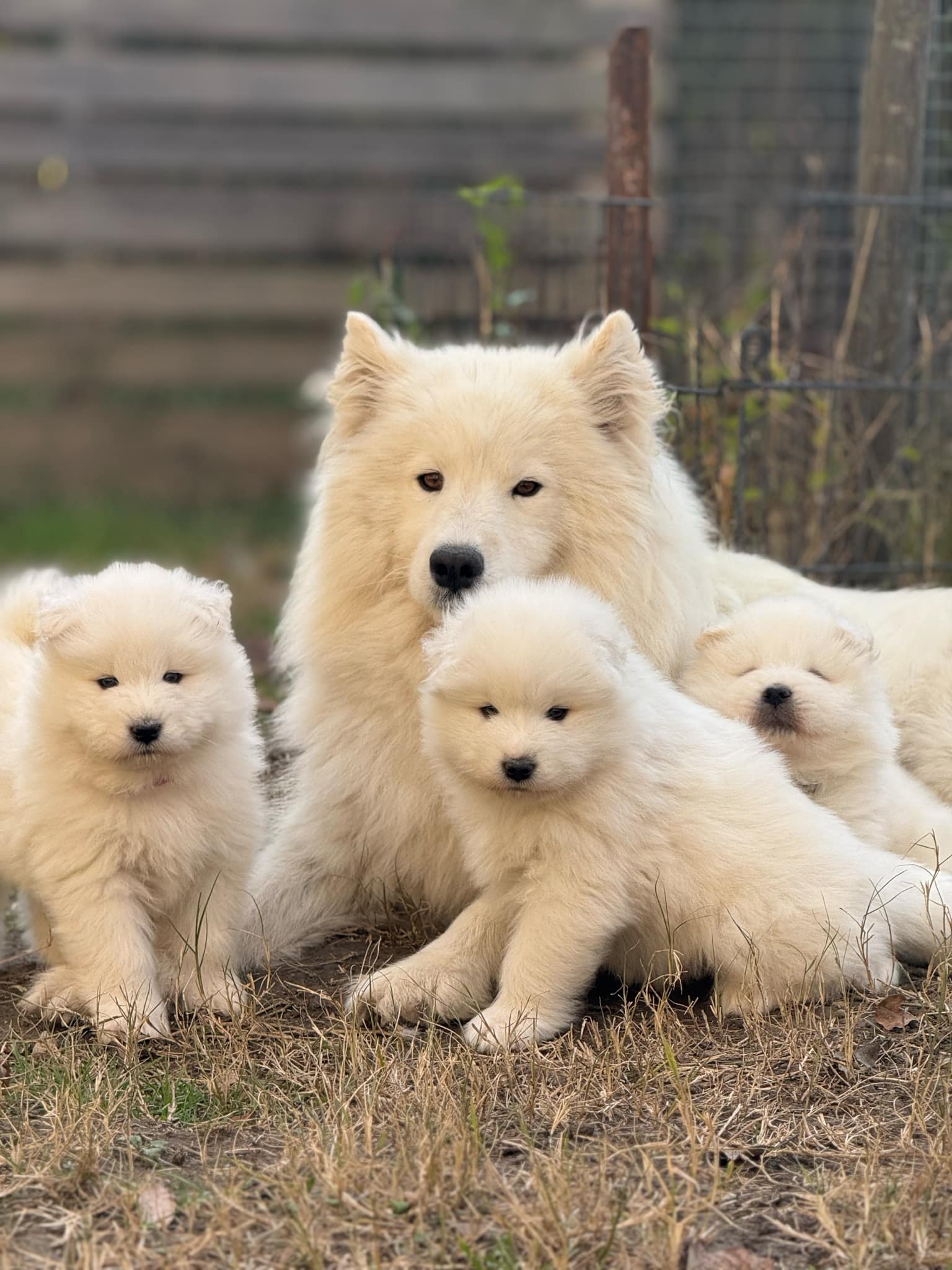 chiot samoyede et sa mere
